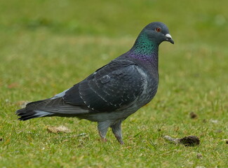 Rock dove male