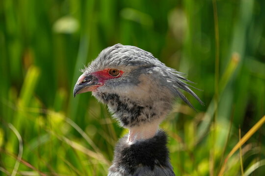 Northern screamer head