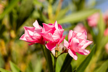 Pink Nerium oleander flowers in the garden
