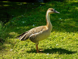 Swan goose