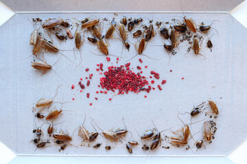 cockroach bait lured many big and small cockroaches into the sticky trap, insect control at home, many cockroaches caught in the sticky trap