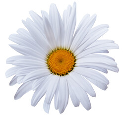 Chamomile  white    flower isolated on   background. Close-up. For design.   Transparent background.   Nature.