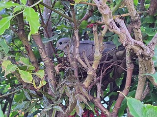 Dove in a nest in the tree.