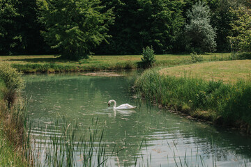 Beautiful white swan floating on a lake in a park.