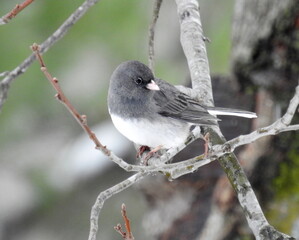 Dark Eyed Junco (Junco hyemalis) Backyard Bird of North America