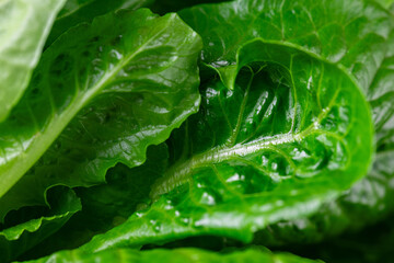 Pattern of romaine lettuce. Macro photo green romaine lettuce texture. Fresh green romaine leaf vegetable. Vegetables for diet and healthy food. Organic food