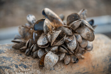 Opened shells attached to a ship at the harbor, Seydisfjordur, Iceland