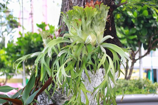 Platycerium coronarium is an epiphytic species of staghorn fern in the genus Platycerium. It is found in maritime Southeast Asia and Indochina.