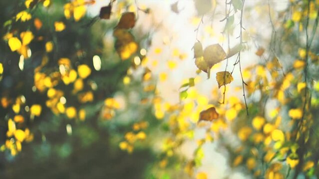 Autumn background. Beautiful birch tree with colorful leaves swirling, fluttering in the wind on a tree, abstract backdrop with sun flares. Orange, red and yellow colors. Slow motion