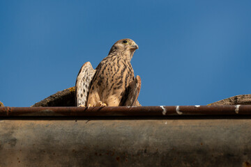 Faucon crécerellette,.Falco naumanni, Lesser Kestrel