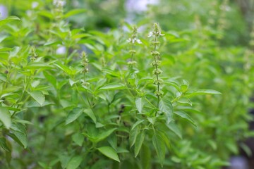 Fresh sweet basil plants at an organic vegetable garden (Basilicum Ocimum)