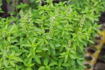 Fresh sweet basil plants at an organic vegetable garden (Basilicum Ocimum)