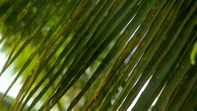 Tropical palm leaves swaying in the wind