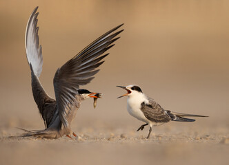 White-cheeked Tern feeding its chick at Tubli coast, Bahrain