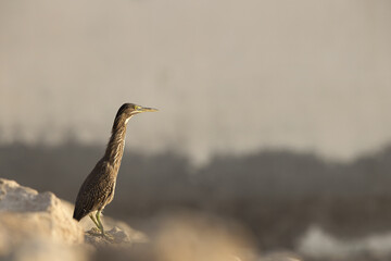 Striated Heron perched on the rock at Tubli coast of Bahrain