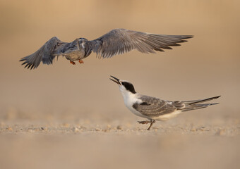 White-cheeked Tern feeding its chick at Tubli coast, Bahrain