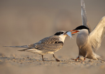 White-cheeked Tern feeding fish to the young one at Tubli, Bahrain