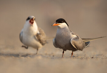 Fototapeta premium A hungry White-cheeked Tern chick approaching its mother perched at Tubli, Bahrain