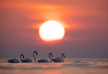 Obraz premium Greater Flamingos and beautiful sunrise at Asker coast of Bahrain