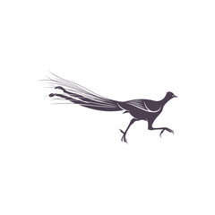 Lyrebird vector illustration design. Lyrebird Silhouette. Lyrebird design template.