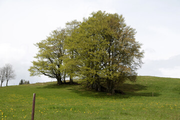 Landschaft im Schwarzwald in der nähe von Hofsgrund