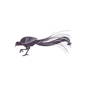 recommend clip art: Lyrebird vector illustration design. Lyrebird Silhouette. Lyrebird design template.