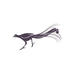 Lyrebird vector illustration design. Lyrebird Silhouette. Lyrebird design template.