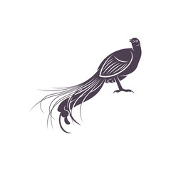 Lyrebird vector illustration design. Lyrebird Silhouette. Lyrebird design template.