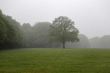 Hamburger Stadtpark im Nebel im Sommer
