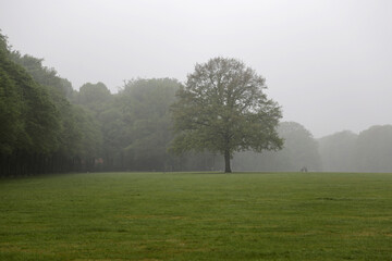 Naklejka premium Hamburger Stadtpark im Nebel im Sommer