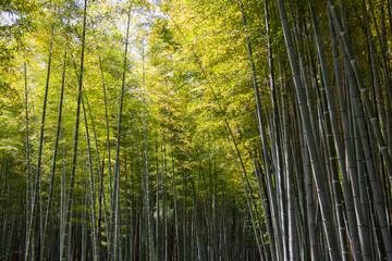 Fototapeta na wymiar Bamboo forest at Arashiyama in Kyoto, Japan