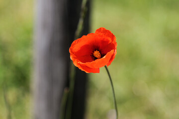 Obraz premium Blühender Roter Mohn im Mai auf einen Feld