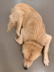 Top view of a dog sleeping on a gray background - 652863037