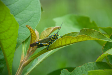Soldier grasshopper, or flag grasshopper, due to the green and yellow colors reminiscent of the Brazilian flag, on top of leaves.