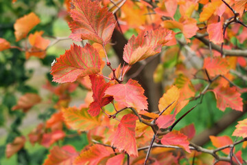 red and yellow leaves on the branches of a hawthorn bush