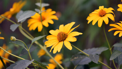 yellow chamomile flowers in the garden. yellow daisy on a beautiful blurred green background, close-up. yellow flowers on the flowerbed. floral background. bright chamomile in spring or summer.