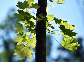 Acer. maple. Young green leaves on a tree branch under the rays of the spring sun. branch with young green leaves. tree leaves in the sun. spring morning, season. nature, close-up. background