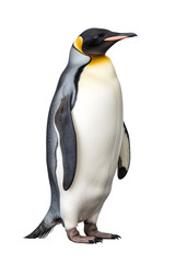 Penguin standing isolated, no background, png