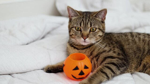 tabby cat lying on bed with small halloween pumpkin bucket jack o lantern. october holiday domestic pet relax on blanket 4k