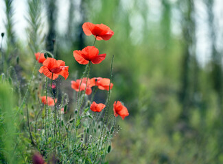 Naklejka premium red poppies, delicate flowers, spring or summer landscape. poppies in green grass in a field under the sun. beautiful view, natural background. wild flowers. soft focus, close-up