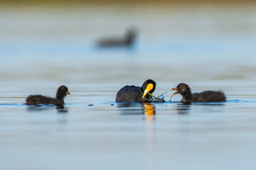 White winged coot, La Pampa province, Patagonia, Argentina.
