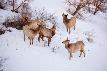 Deer in the snow against the sky and mountains. A herd of wild deer.