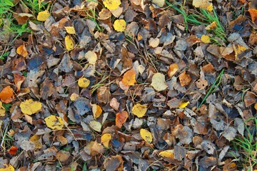 solid texture background of dried orange and yellow autumn leaves on the ground