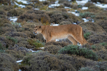 Cougar walking in mountain environment, Torres del Paine National Park, Patagonia, Chile.
