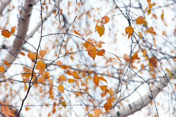 autumn birch leaves. beautiful autumn background. dry leaves. Birch trunk and leaves in autumn. in a park or forest. nature, season. selective focus. natural autumn background
