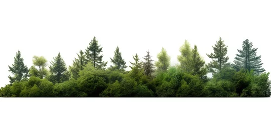 Deurstickers White background with isolated trees © AkuAku