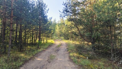 A dirt road with tire tracks passes through a young mixed forest of birch and pine. Grass and moss grow along the road. Sunny summer weather and blue sky