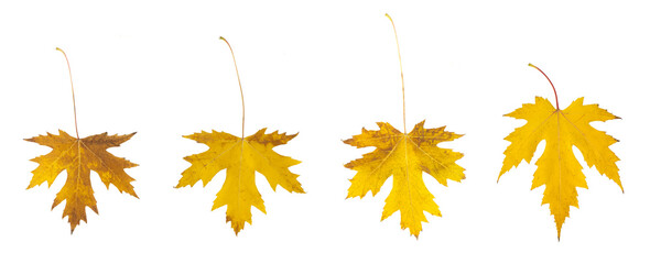 Fototapeta premium Feuilles mortes d'érable en automne 