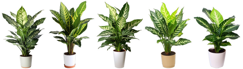 Tropical house dieffenbachia plant in modern pot or vase isolated on transparent background generative ai