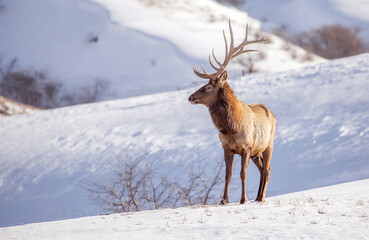 Deer in the snow against the sky and mountains. A herd of wild deer.